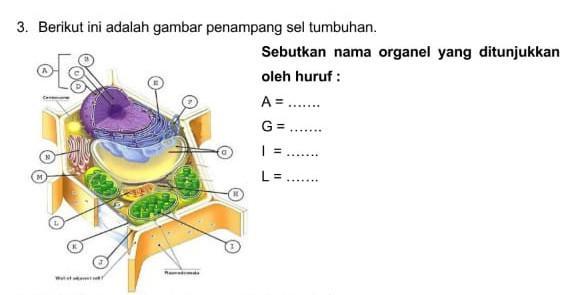 Detail Gambar Penampang Tumbuhan Nomer 46