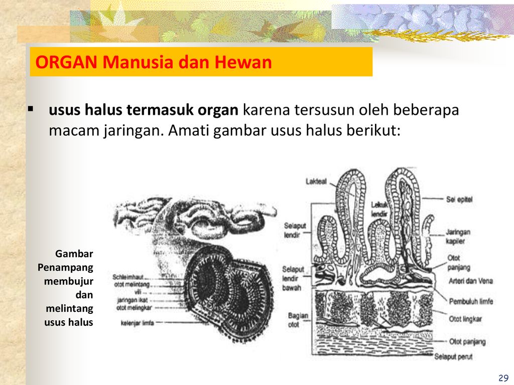 Detail Gambar Penampang Usus Halus Nomer 15