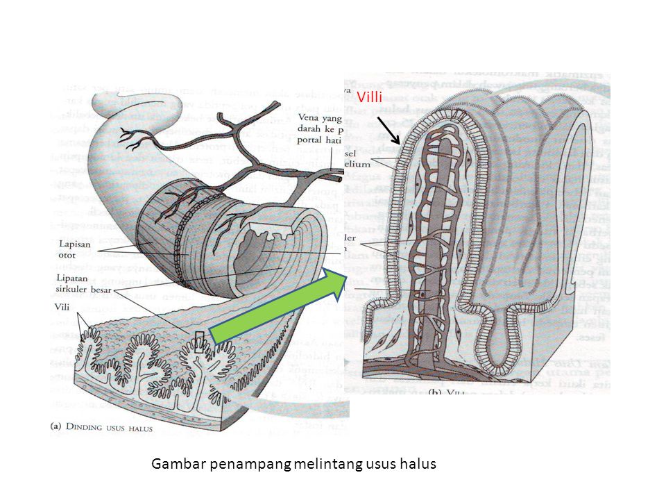 Detail Gambar Penampang Usus Halus Nomer 17