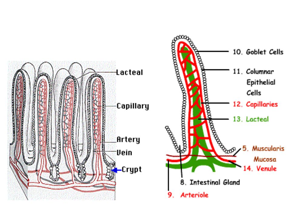 Detail Gambar Penampang Usus Halus Nomer 21