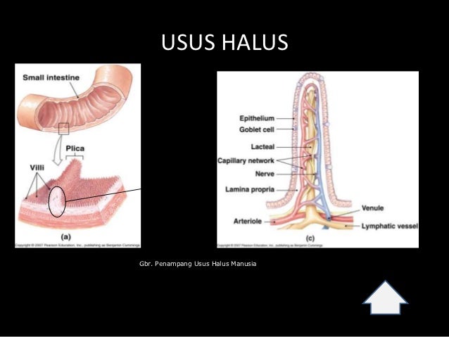 Detail Gambar Penampang Usus Halus Nomer 24