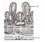 Detail Gambar Penampang Usus Halus Nomer 45