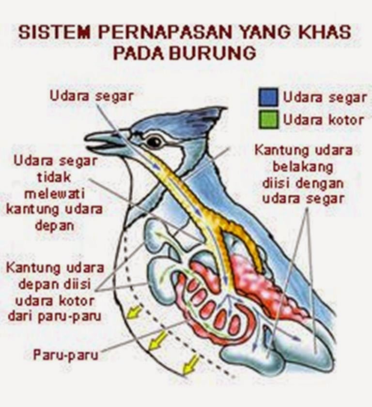 Detail Gambar Pencernaan Burung Nomer 11