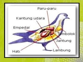 Detail Gambar Pencernaan Burung Nomer 14