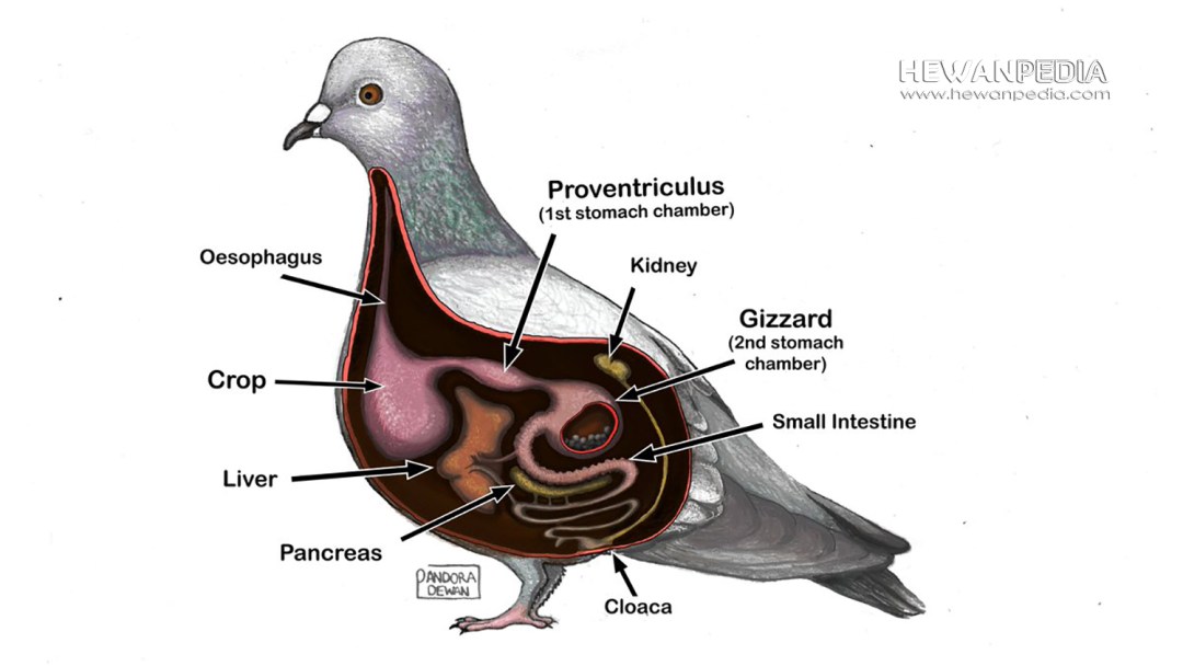 Detail Gambar Pencernaan Burung Nomer 4