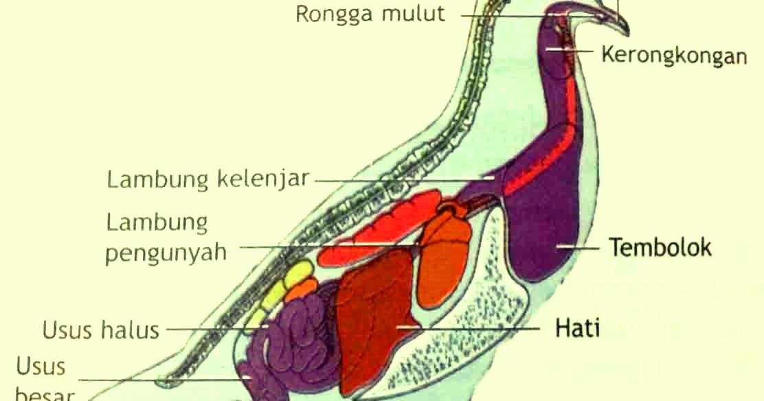 Detail Gambar Pencernaan Burung Nomer 38