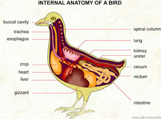 Detail Gambar Pencernaan Burung Nomer 7