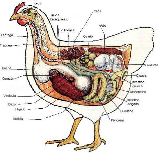 Detail Gambar Pencernaan Burung Nomer 10