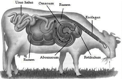 Detail Gambar Pencernaan Hewan Nomer 2