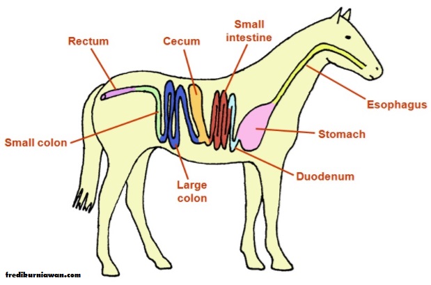 Detail Gambar Pencernaan Hewan Nomer 16