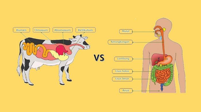Detail Gambar Pencernaan Hewan Nomer 22