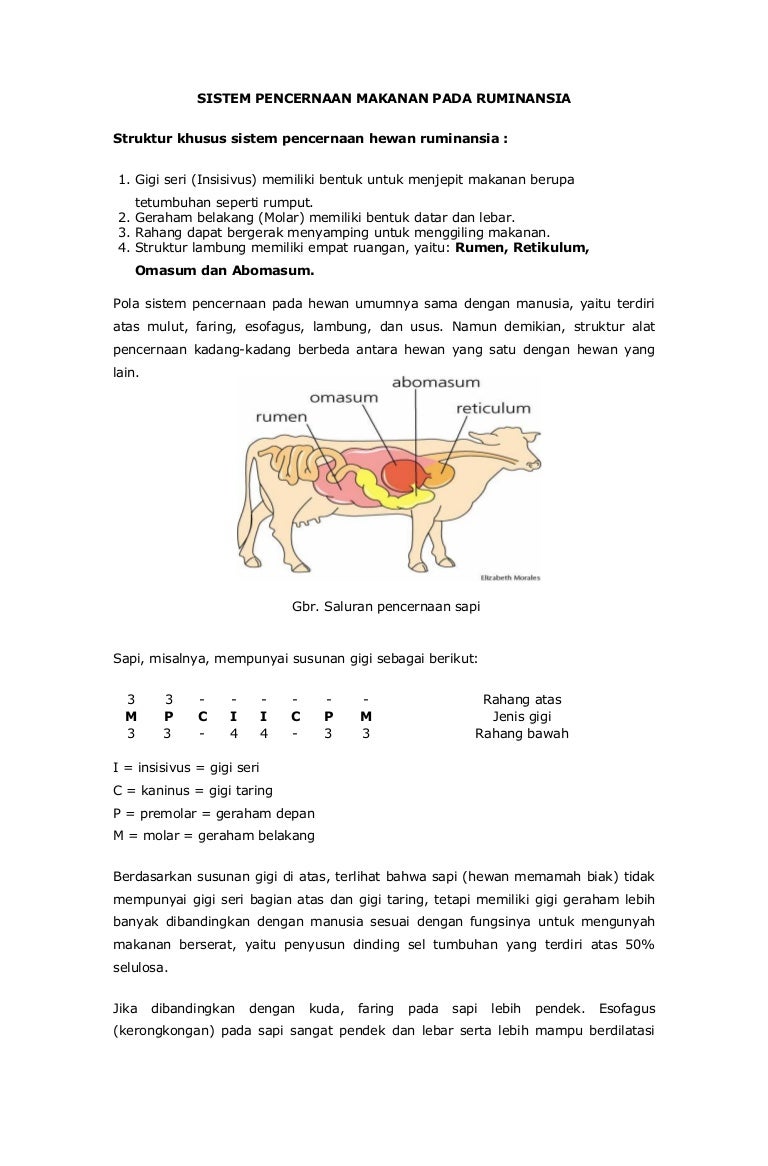 Detail Gambar Pencernaan Hewan Nomer 52