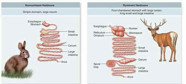 Detail Gambar Pencernaan Hewan Nomer 56