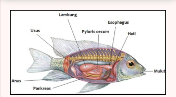 Detail Gambar Pencernaan Ikan Nomer 11