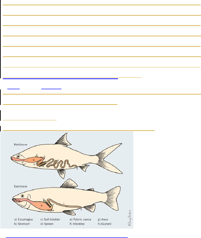Detail Gambar Pencernaan Ikan Nomer 28