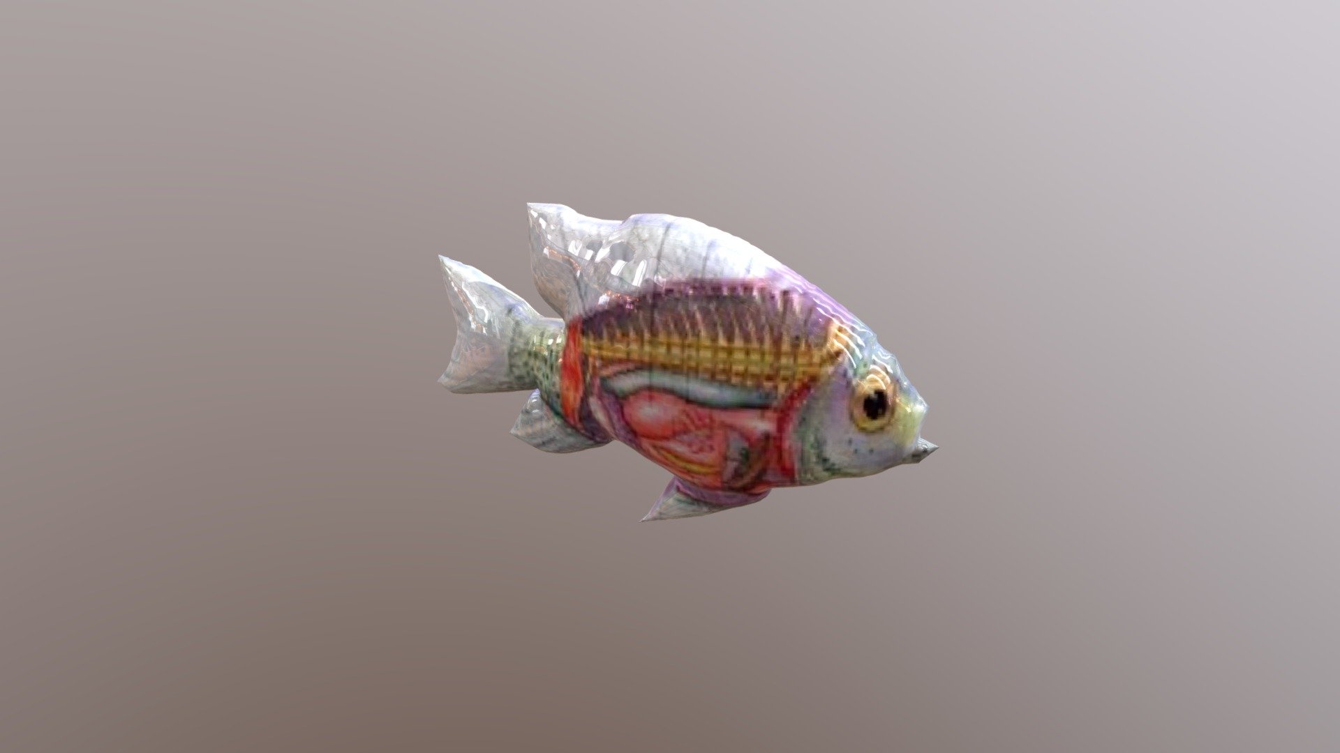 Detail Gambar Pencernaan Ikan Nomer 31