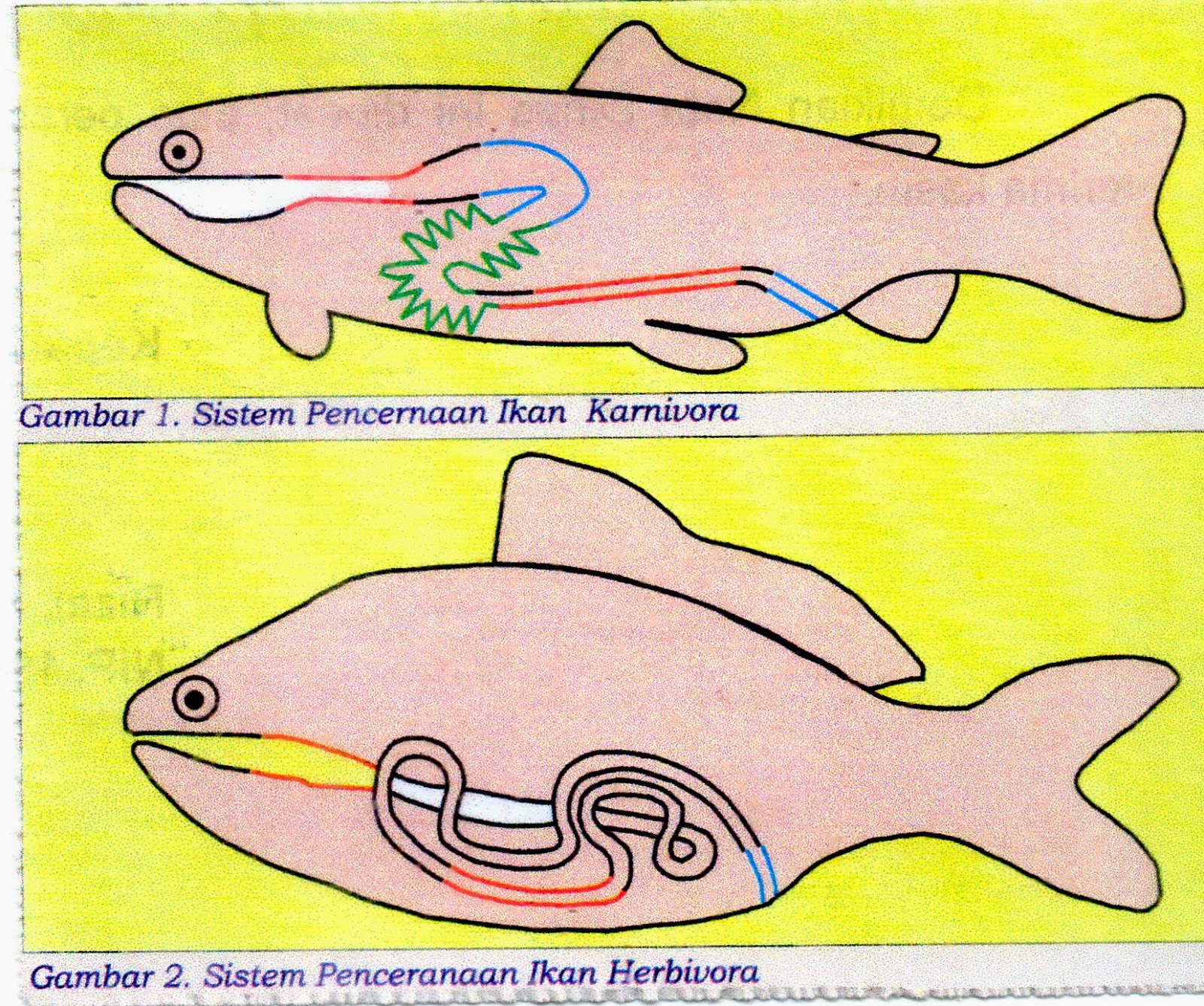 Detail Gambar Pencernaan Ikan Nomer 32