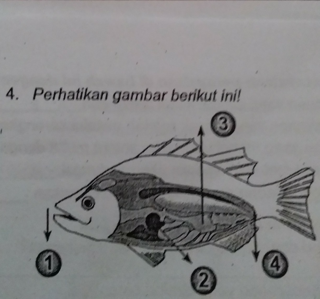 Detail Gambar Pencernaan Ikan Nomer 35