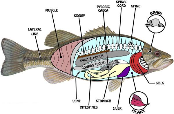 Detail Gambar Pencernaan Ikan Nomer 5