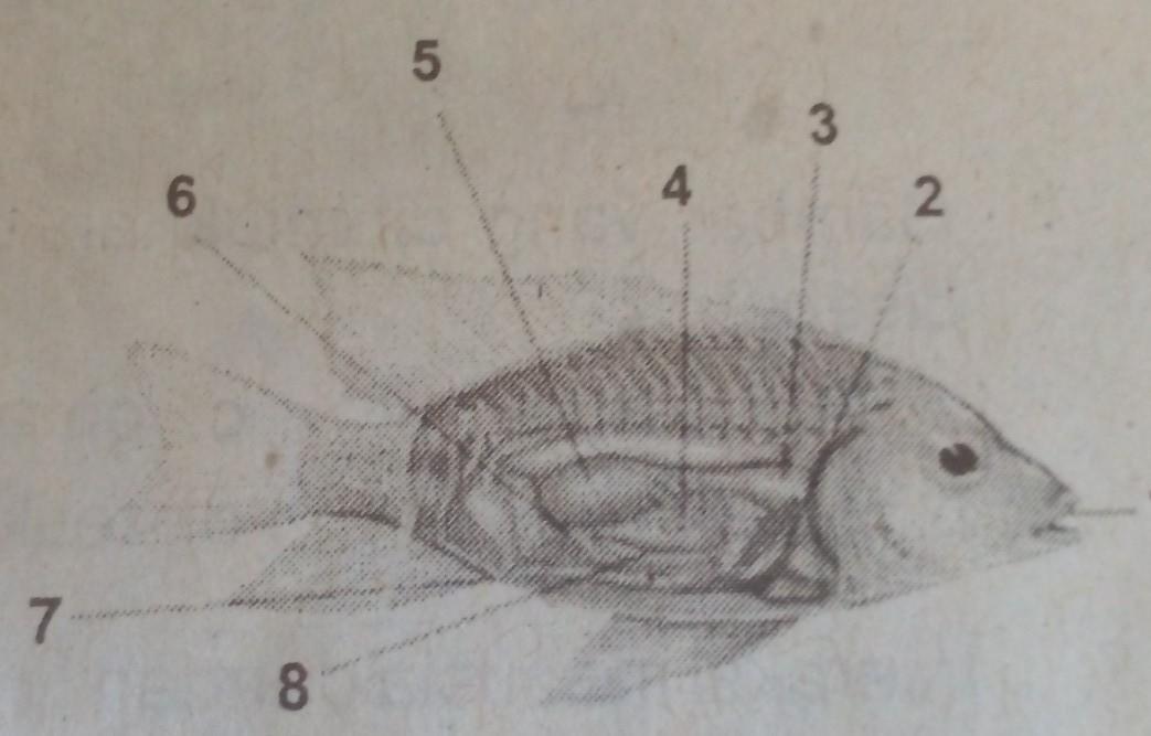 Detail Gambar Pencernaan Ikan Nomer 48