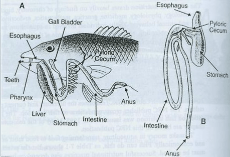 Detail Gambar Pencernaan Ikan Nomer 8