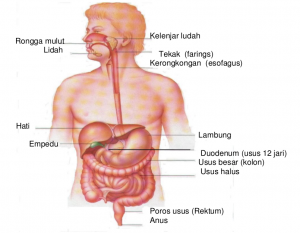 Detail Gambar Pencernaan Makanan Nomer 19