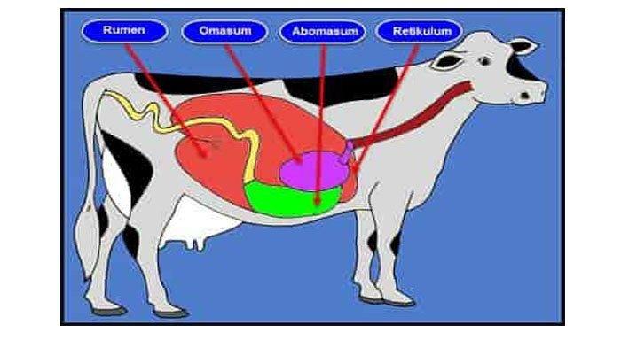 Detail Gambar Pencernaan Sapi Nomer 11