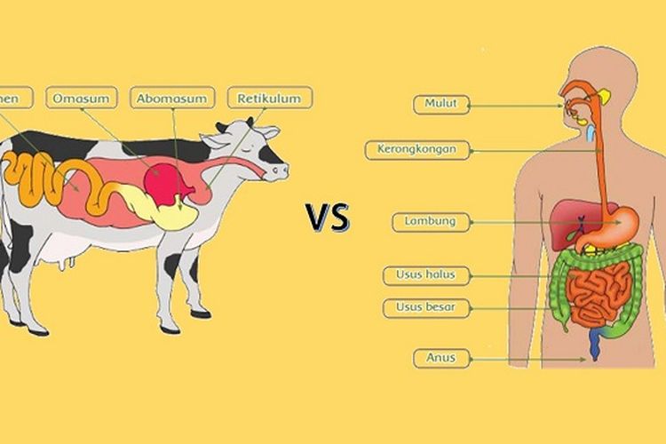 Detail Gambar Pencernaan Sapi Nomer 34