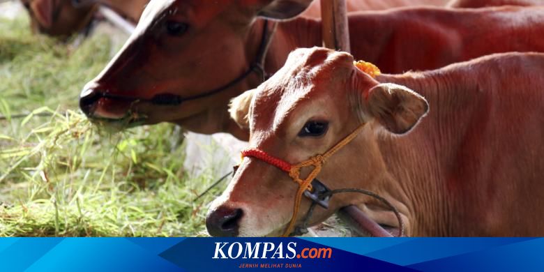 Detail Gambar Pencernaan Sapi Nomer 35