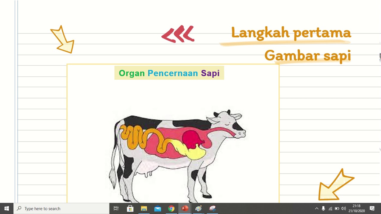 Detail Gambar Pencernaan Sapi Nomer 49