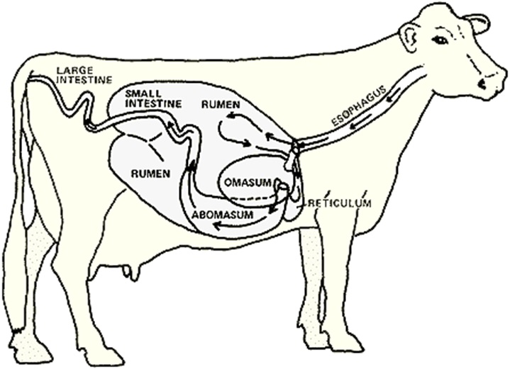 Detail Gambar Pencernaan Sapi Nomer 52