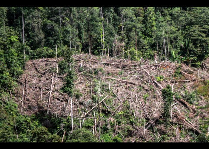 Detail Gambar Penebangan Hutan Nomer 40