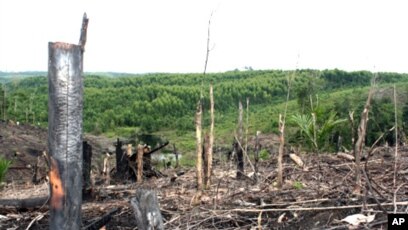Detail Gambar Penebangan Hutan Nomer 55