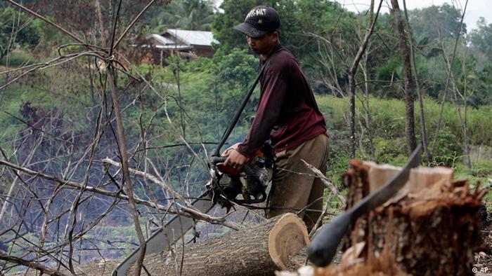 Detail Gambar Penebangan Pohon Secara Liar Nomer 15