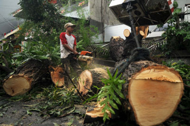 Detail Gambar Penebangan Pohon Secara Liar Nomer 27