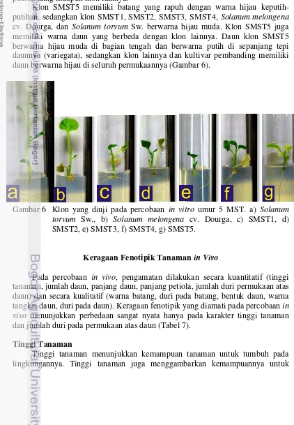 Detail Gambar Pengamatan Solanum Melongena Nomer 19