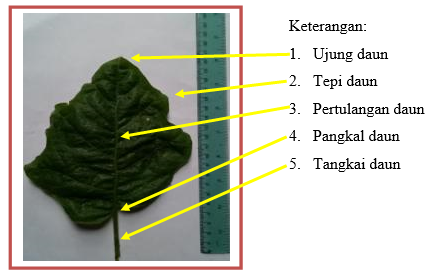 Detail Gambar Pengamatan Solanum Melongena Nomer 35