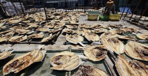 Detail Gambar Pengeringan Ikan Menggunakan Matahari Nomer 34