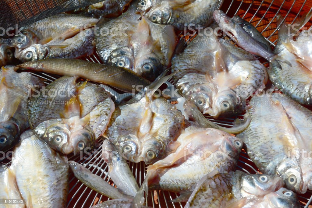 Detail Gambar Pengeringan Ikan Menggunakan Matahari Nomer 7