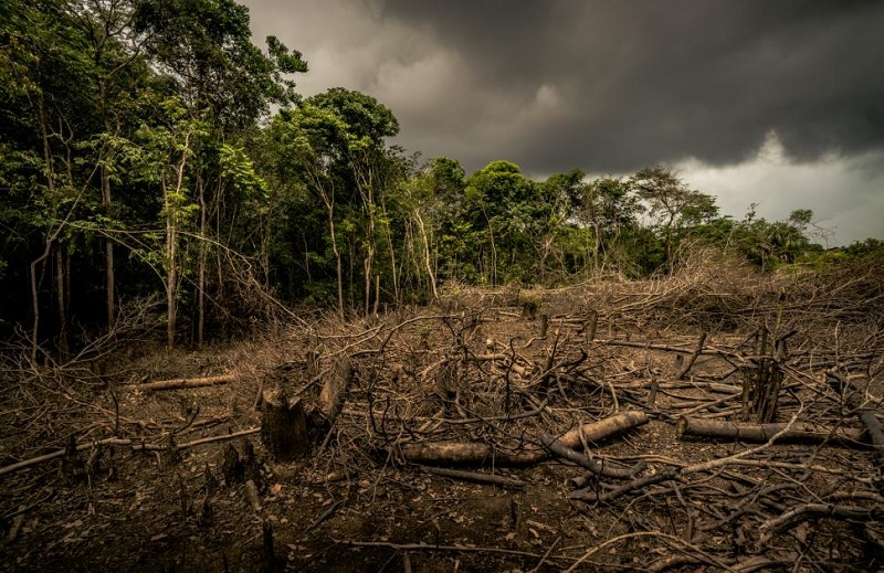 Detail Gambar Penggundulan Hutan Nomer 8