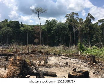 Detail Gambar Pengundulan Hutan 3d Nomer 12