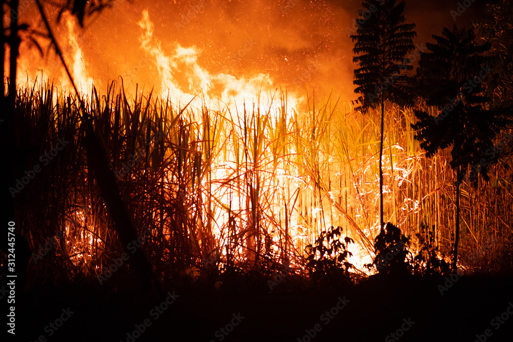 Detail Gambar Pengundulan Hutan 3d Nomer 21