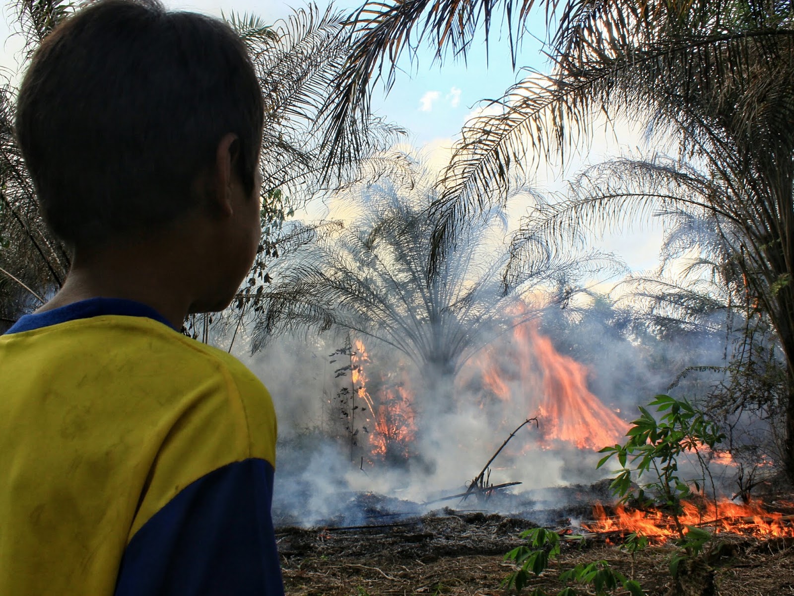 Detail Gambar Pengundulan Hutan 3d Nomer 34