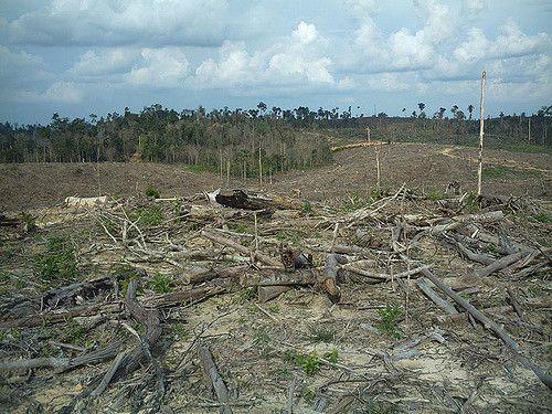 Detail Gambar Pengundulan Hutan 3d Nomer 38