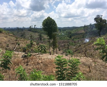 Detail Gambar Pengundulan Hutan 3d Nomer 39