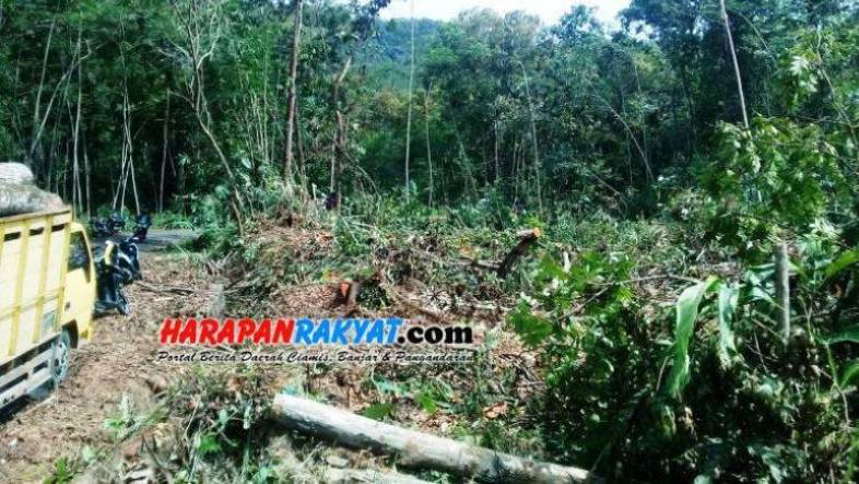 Detail Gambar Pengundulan Hutan 3d Nomer 41