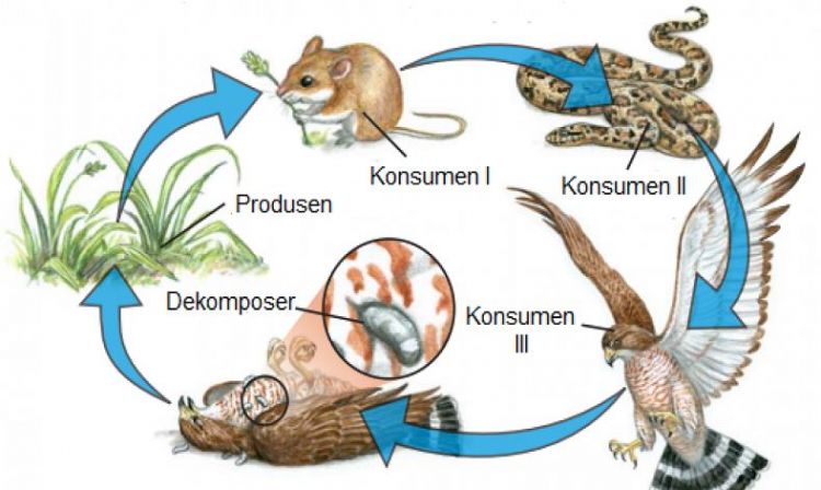 Detail Gambar Pengurai Rantai Makanan Nomer 24