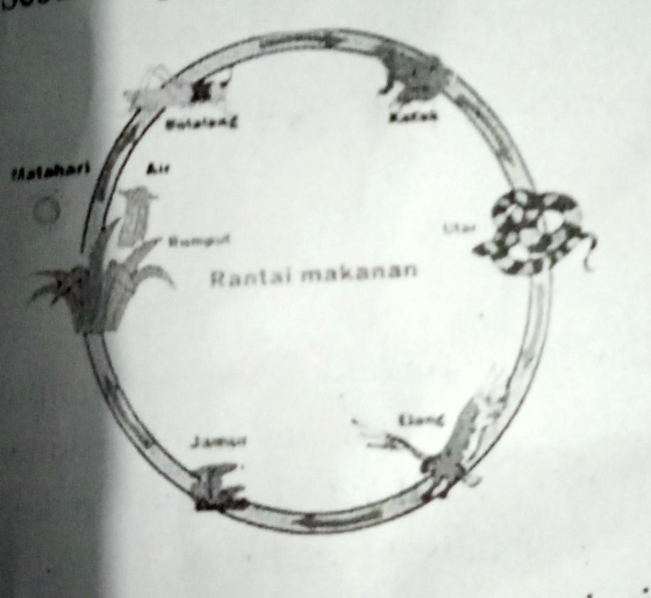 Detail Gambar Pengurai Rantai Makanan Nomer 43