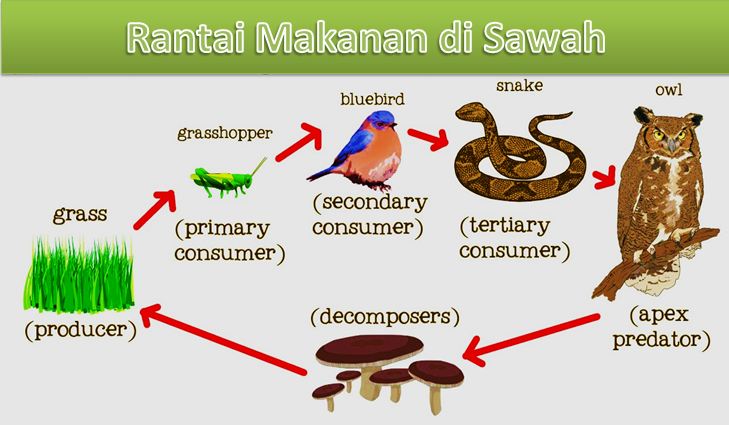 Detail Gambar Pengurai Rantai Makanan Nomer 46