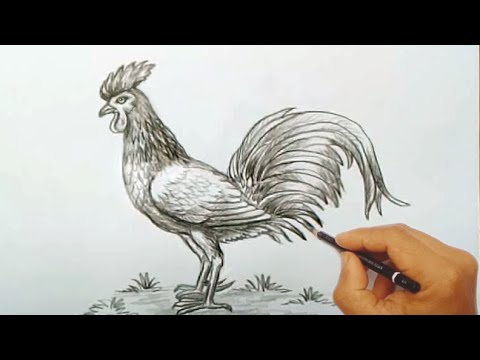 Detail Gambar Pensil Ayam Nomer 44